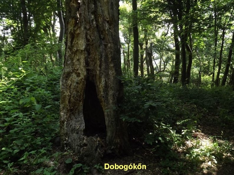 Dobogókőn 