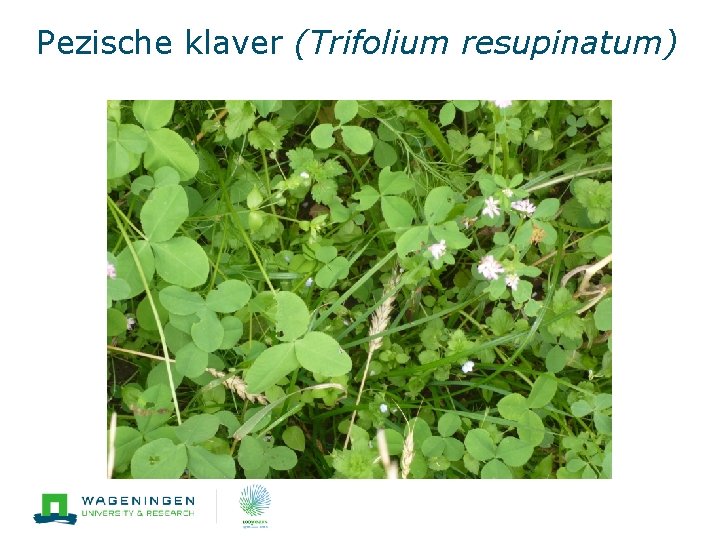 Pezische klaver (Trifolium resupinatum) 