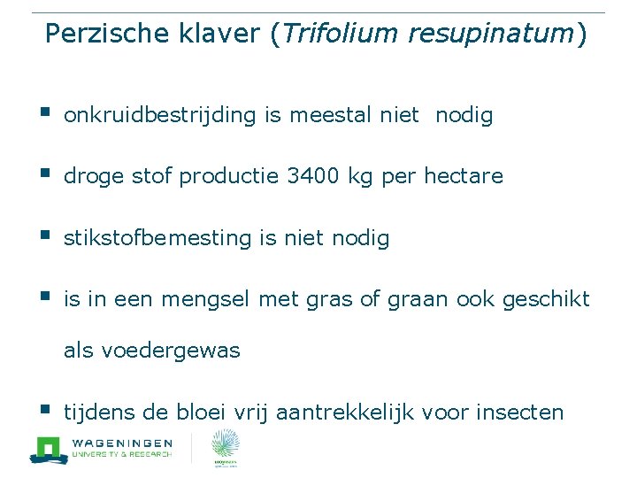 Perzische klaver (Trifolium resupinatum) § onkruidbestrijding is meestal niet nodig § droge stof productie