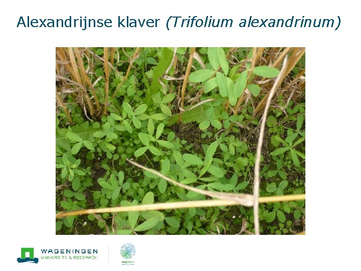 Alexandrijnse klaver (Trifolium alexandrinum) 