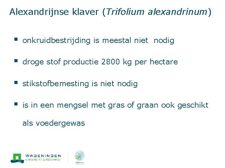 Alexandrijnse klaver (Trifolium alexandrinum) § onkruidbestrijding is meestal niet nodig § droge stof productie