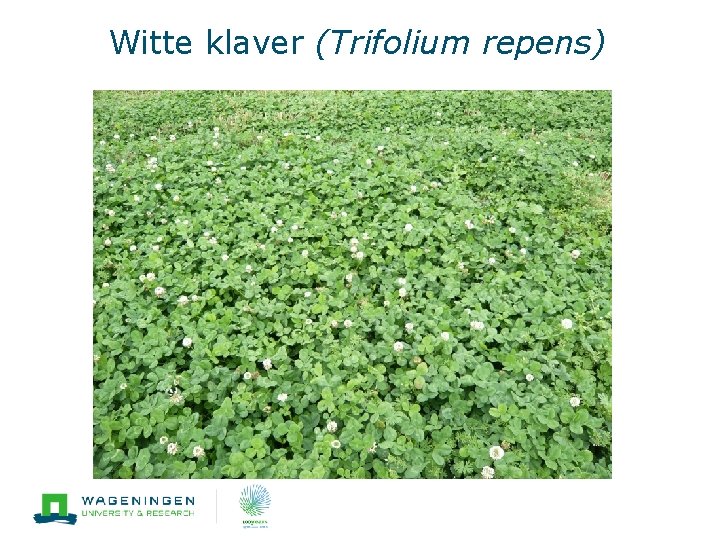 Witte klaver (Trifolium repens) 