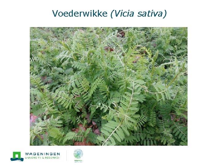 Voederwikke (Vicia sativa) 