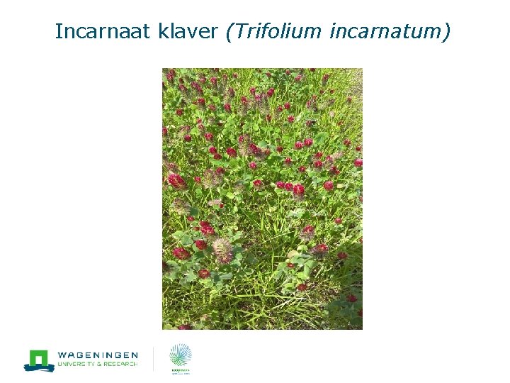 Incarnaat klaver (Trifolium incarnatum) 