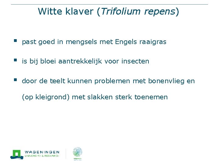 Witte klaver (Trifolium repens) § past goed in mengsels met Engels raaigras § is