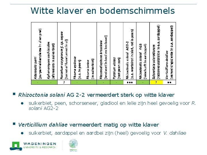 Witte klaver en bodemschimmels § Rhizoctonia solani AG 2 -2 vermeerdert sterk op witte