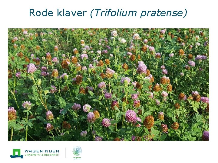 Rode klaver (Trifolium pratense) 