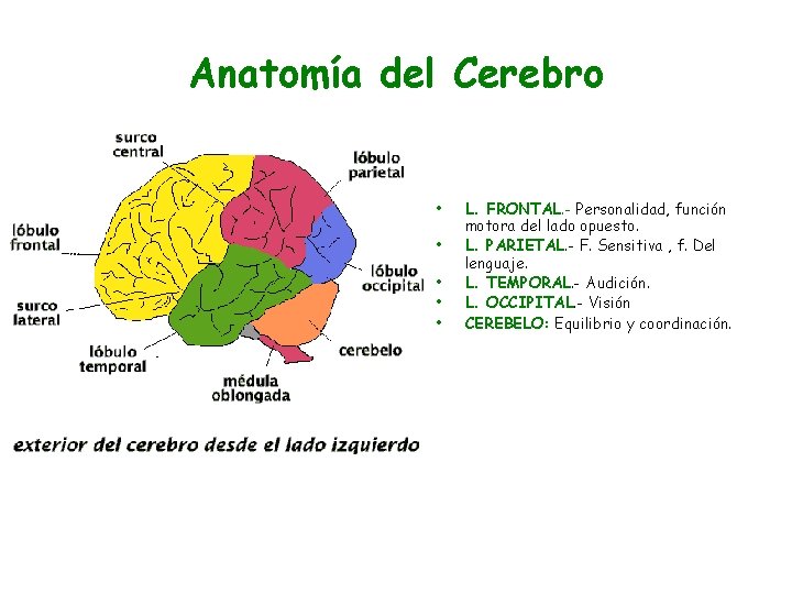 Anatomía del Cerebro • • • L. FRONTAL. - Personalidad, función motora del lado