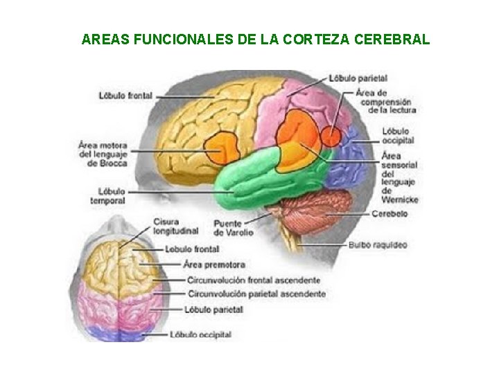 AREAS FUNCIONALES DE LA CORTEZA CEREBRAL 