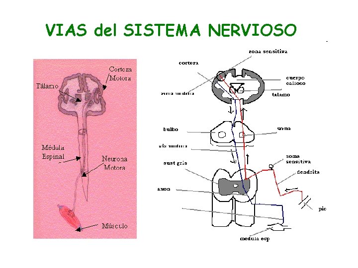 VIAS del SISTEMA NERVIOSO 