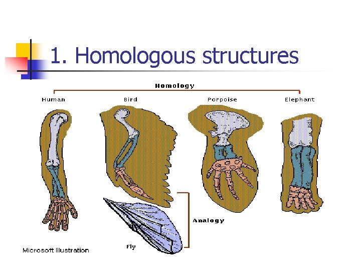 1. Homologous structures 1. Homologous structures