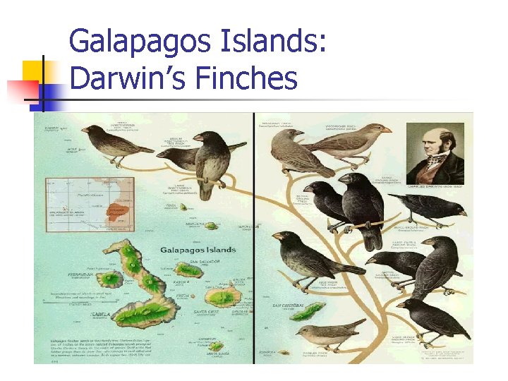 Galapagos Islands: Darwin’s Finches Galapagos Islands: Darwin’s Finches