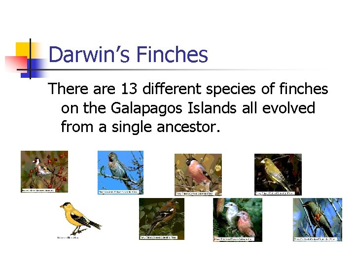 Darwin’s Finches There are 13 different species of finches on the Galapagos Islands all Darwin’s Finches There are 13 different species of finches on the Galapagos Islands all