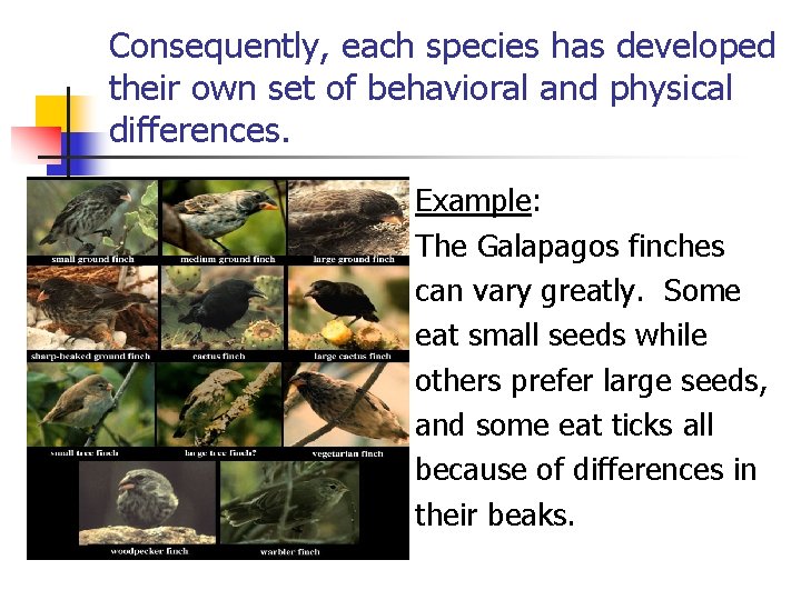 Consequently, each species has developed their own set of behavioral and physical differences. Example: Consequently, each species has developed their own set of behavioral and physical differences. Example: