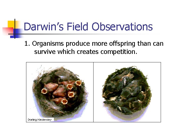Darwin’s Field Observations 1. Organisms produce more offspring than can survive which creates competition. Darwin’s Field Observations 1. Organisms produce more offspring than can survive which creates competition.