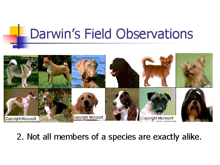 Darwin’s Field Observations 2. Not all members of a species are exactly alike. Darwin’s Field Observations 2. Not all members of a species are exactly alike.