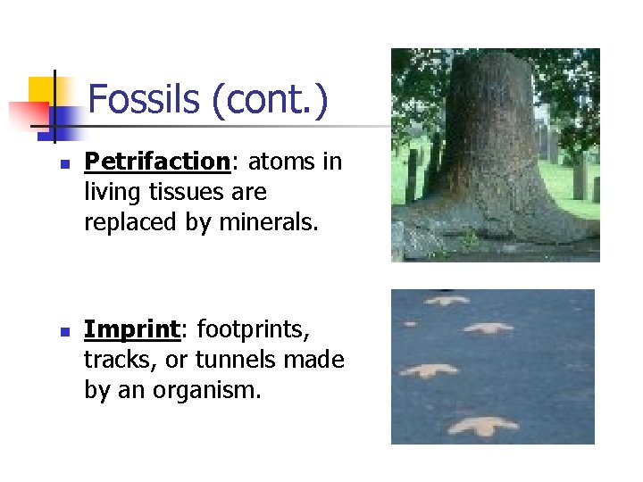 Fossils (cont. ) n n Petrifaction: atoms in living tissues are replaced by minerals. Fossils (cont. ) n n Petrifaction: atoms in living tissues are replaced by minerals.