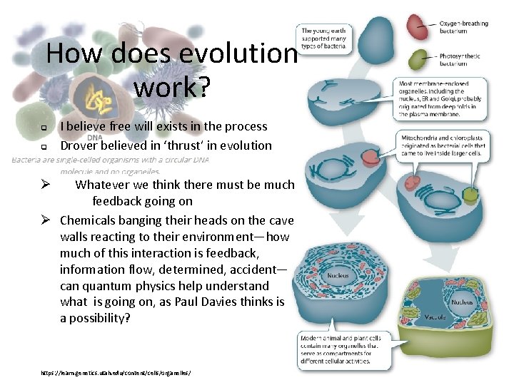 How does evolution work? q q I believe free will exists in the process