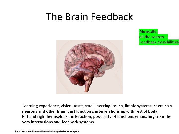 The Brain Feedback Musically: all the senses— Feedback possibilities Learning experience, vision, taste, smell,