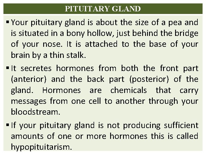 PITUITARY GLAND § Your pituitary gland is about the size of a pea and