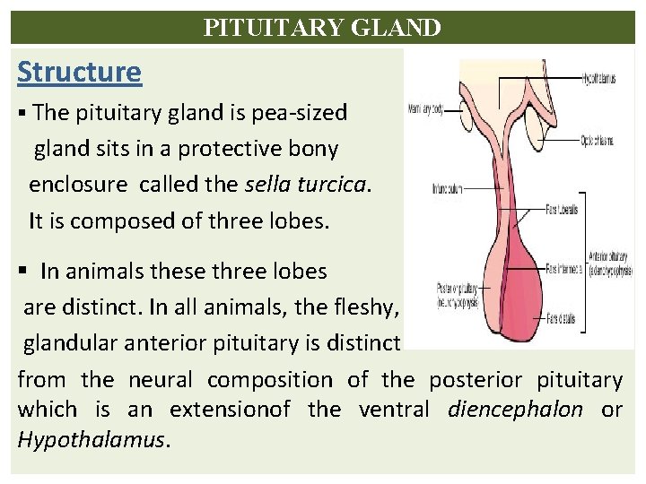 PITUITARY GLAND Structure § The pituitary gland is pea-sized gland sits in a protective