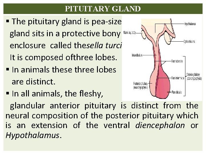 PITUITARY GLAND § The pituitary gland is pea-sized gland sits in a protective bony