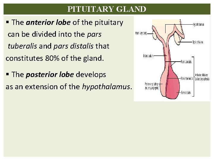 PITUITARY GLAND § The anterior lobe of the pituitary can be divided into the