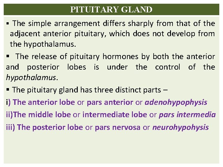 PITUITARY GLAND § The simple arrangement differs sharply from that of the adjacent anterior