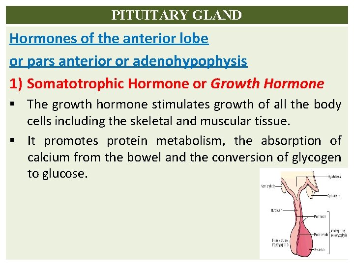 PITUITARY GLAND Hormones of the anterior lobe or pars anterior or adenohypophysis 1) Somatotrophic