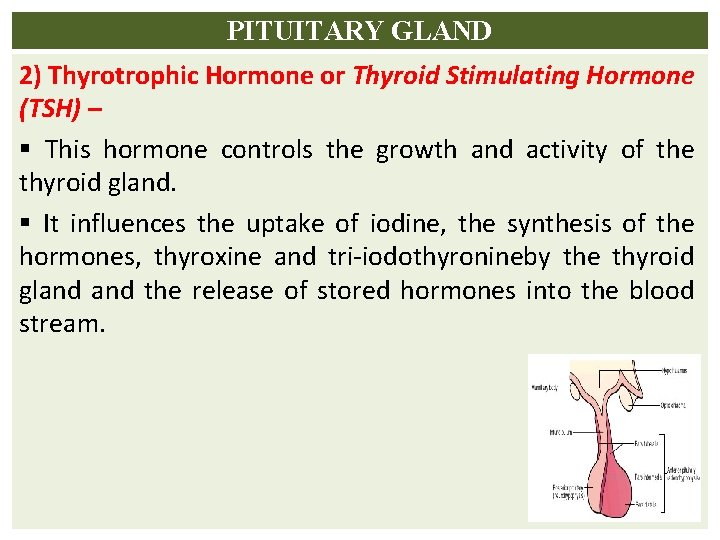 PITUITARY GLAND 2) Thyrotrophic Hormone or Thyroid Stimulating Hormone (TSH) – § This hormone