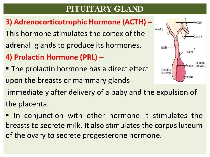 PITUITARY GLAND 3) Adrenocorticotrophic Hormone (ACTH) – This hormone stimulates the cortex of the