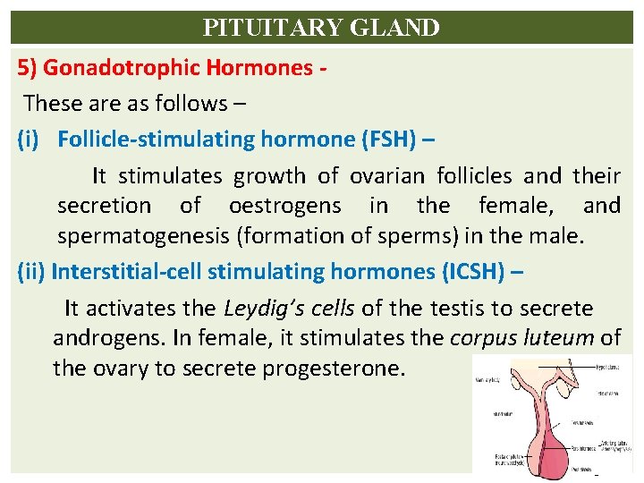 PITUITARY GLAND 5) Gonadotrophic Hormones These are as follows – (i) Follicle-stimulating hormone (FSH)