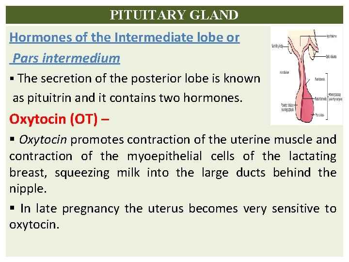 PITUITARY GLAND Hormones of the Intermediate lobe or Pars intermedium § The secretion of