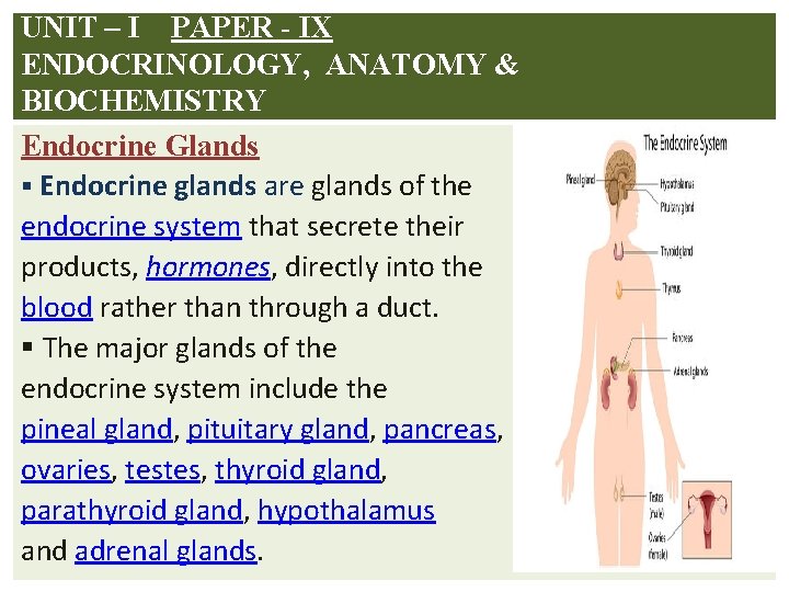 UNIT – I PAPER - IX ENDOCRINOLOGY, ANATOMY & BIOCHEMISTRY Endocrine Glands § Endocrine