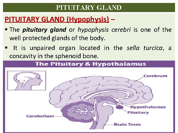 PITUITARY GLAND (Hypophysis) – § The pituitary gland or hypophysis cerebri is one of