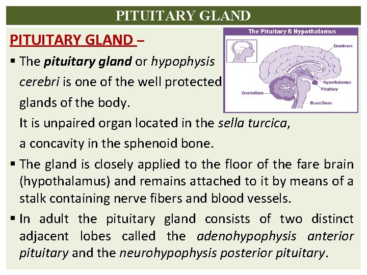 PITUITARY GLAND – § The pituitary gland or hypophysis cerebri is one of the