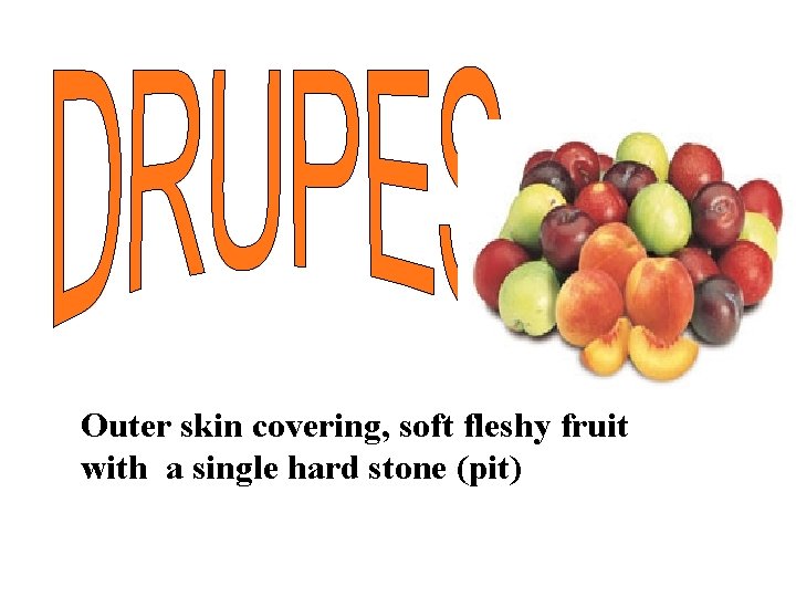 Outer skin covering, soft fleshy fruit with a single hard stone (pit) 