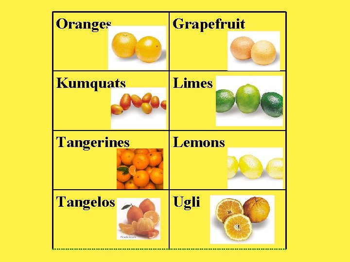 Oranges Grapefruit Kumquats Limes Tangerines Lemons Tangelos Ugli 