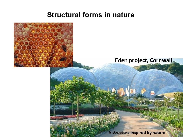 Structural forms in nature Eden project, Cornwall A structure inspired by nature 