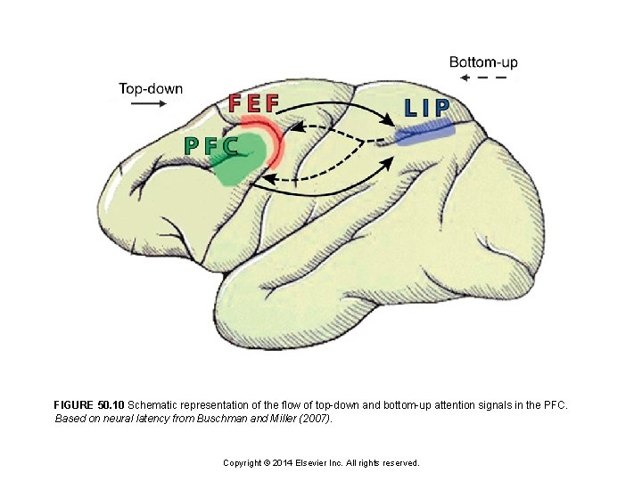 FIGURE 50. 10 Schematic representation of the flow of top-down and bottom-up attention signals