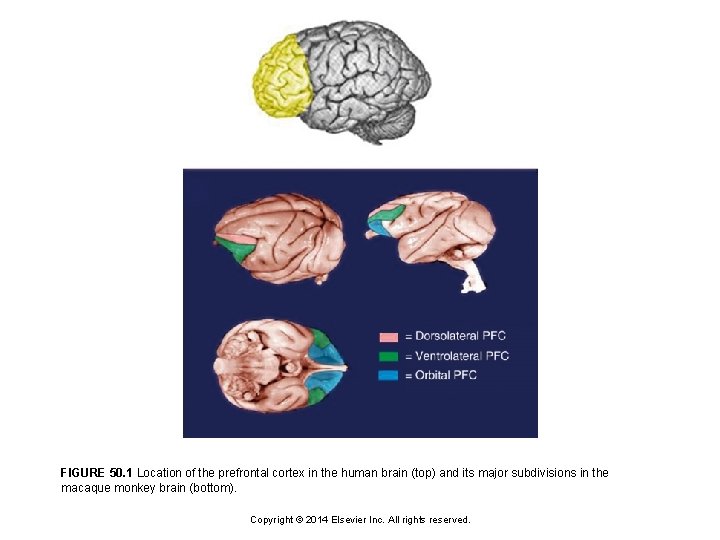 FIGURE 50. 1 Location of the prefrontal cortex in the human brain (top) and