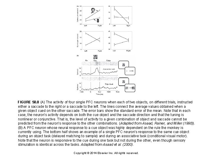 FIGURE 50. 8 (A) The activity of four single PFC neurons when each of