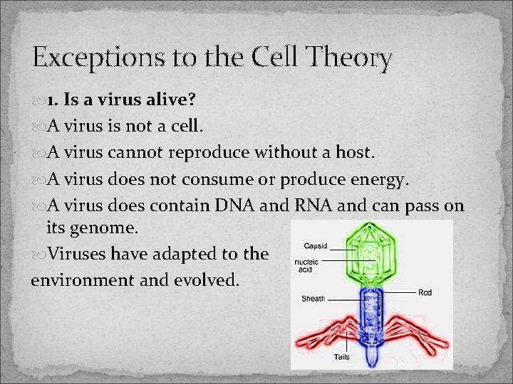 Exceptions to the Cell Theory 1. Is a virus alive? A virus is not