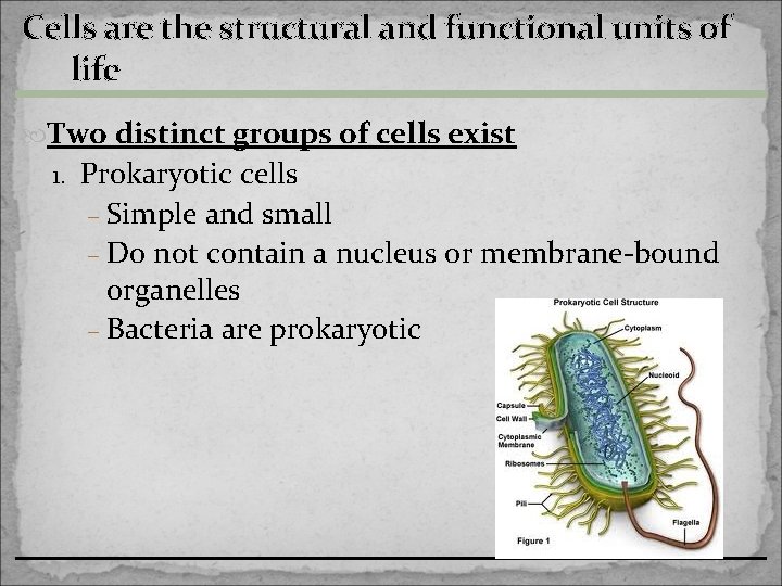 Cells are the structural and functional units of life Two distinct groups of cells
