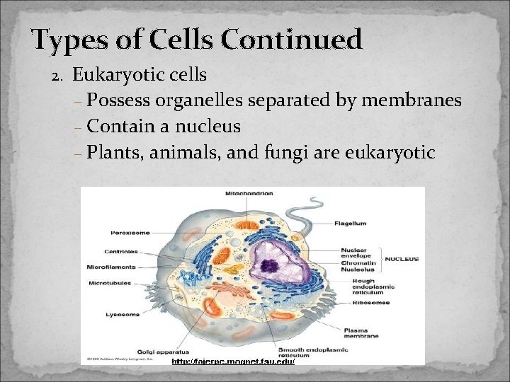 Types of Cells Continued 2. Eukaryotic cells – Possess organelles separated by membranes –