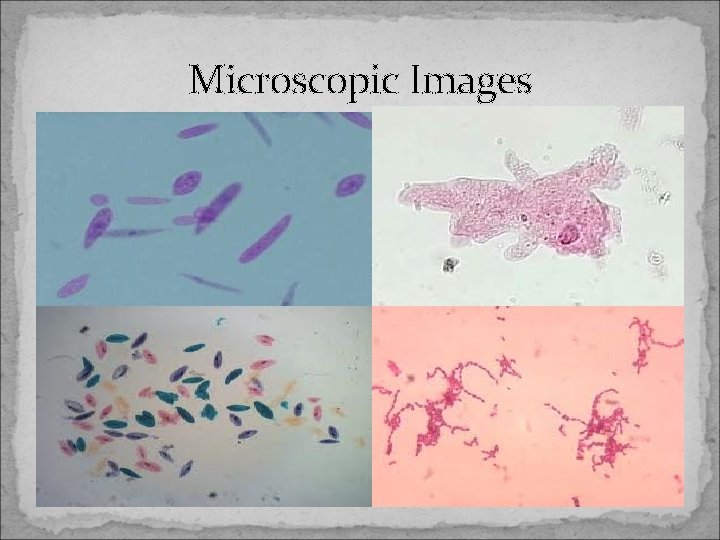 Microscopic Images 