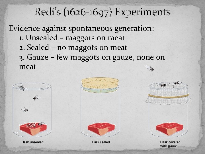 Redi’s (1626 -1697) Experiments Evidence against spontaneous generation: 1. Unsealed – maggots on meat