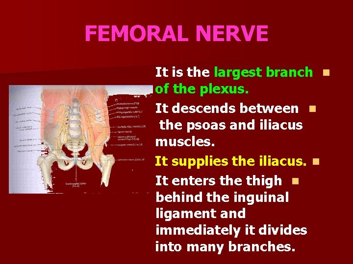 FEMORAL NERVE It is the largest branch n of the plexus. It descends between