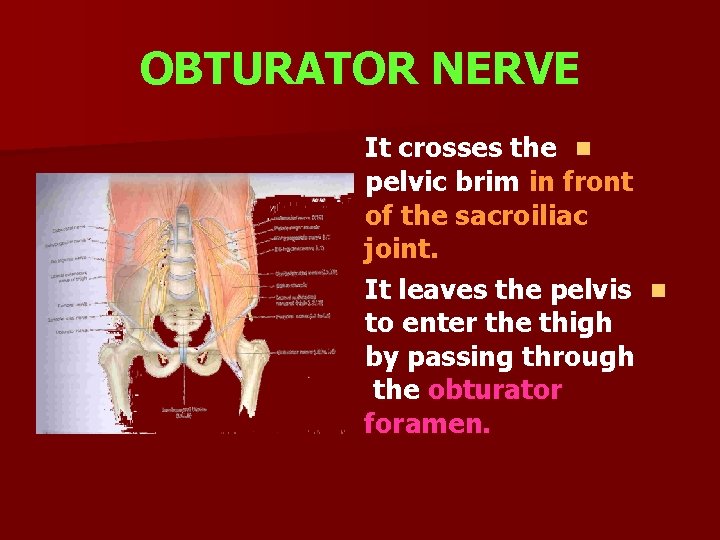 OBTURATOR NERVE It crosses the n pelvic brim in front of the sacroiliac joint.