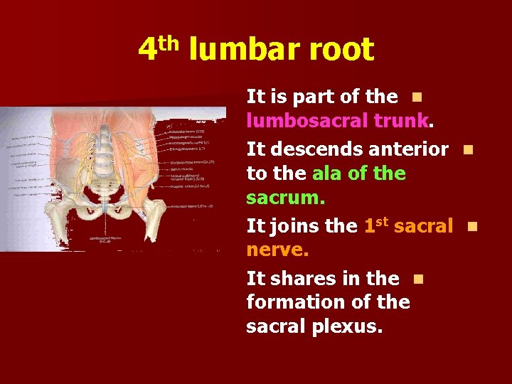 4 th lumbar root It is part of the n lumbosacral trunk. It descends
